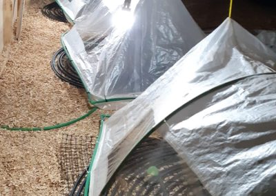 Chicken Brooding Overview 1