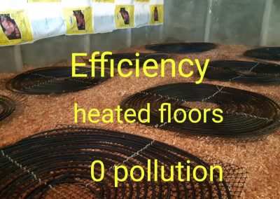 Chicken Brooding Overview 3