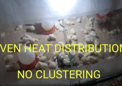 Commercial Brooding 2