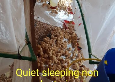 Commercial Brooding 3