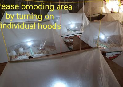 Commercial Brooding 4