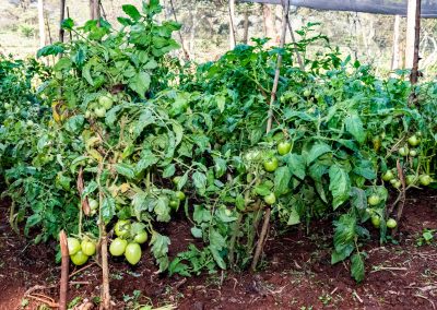 Karen cone gardening