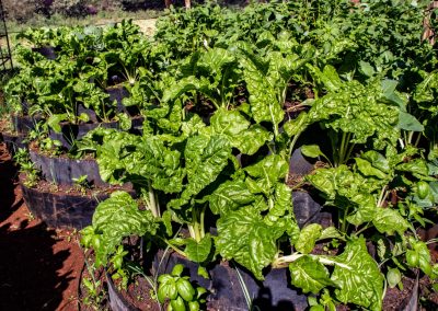 Karen kitchen garden