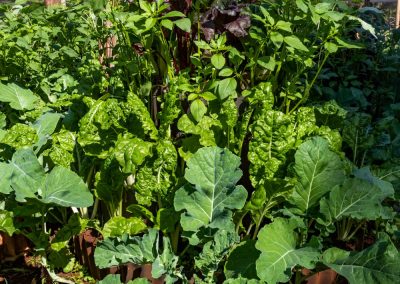 Karen permaculture design