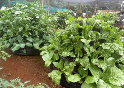 Karen vertical gardens