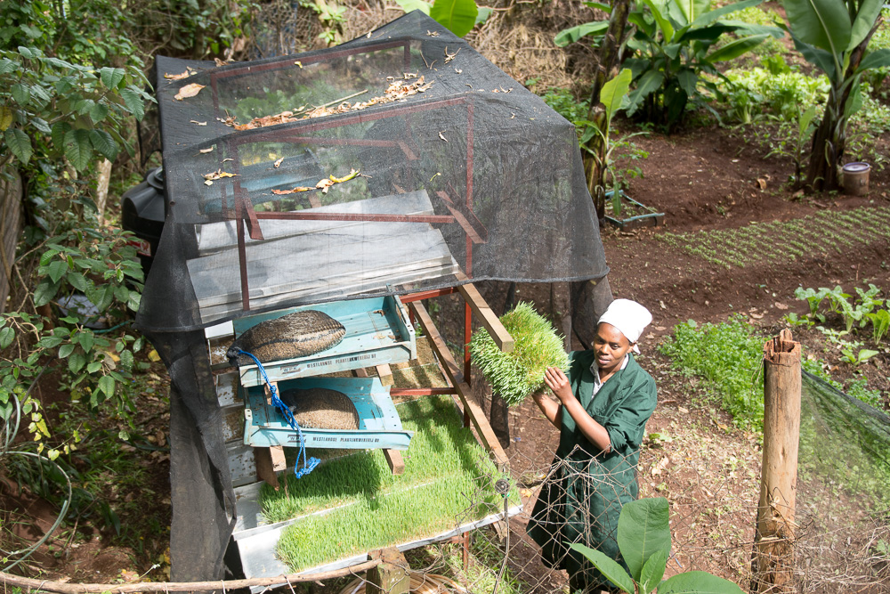 Hydroponics shelves